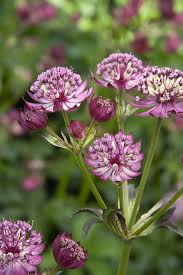 Attēlu rezultāti vaicājumam “Astrantia major”