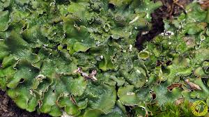 Attēlu rezultāti vaicājumam “Pleurosticta acetabulum”