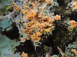 Attēlu rezultāti vaicājumam “Erythricium aurantiacum”