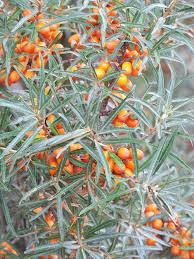 Attēlu rezultāti vaicājumam “Hippophae rhamnoides fruit”
