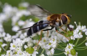 Attēlu rezultāti vaicājumam “Leucozona glaucia”