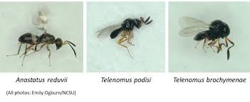 Attēlu rezultāti vaicājumam “Badhamia nitens macro”