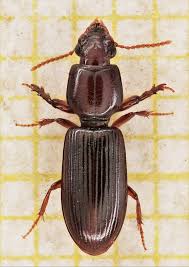 Attēlu rezultāti vaicājumam “Clivina fossor”