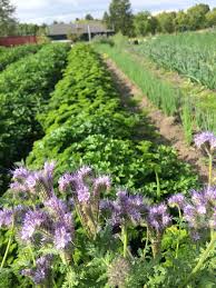 Image result for Phacelia