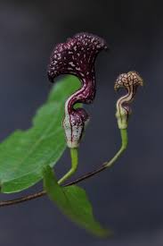 Attēlu rezultāti vaicājumam “Aristolochiaceae”