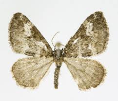 Attēlu rezultāti vaicājumam “Perizoma alchemilla”