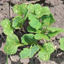 Attēlu rezultāti vaicājumam “Phyllotreta sp.”