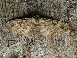 Attēlu rezultāti vaicājumam “Eupithecia lanceata”