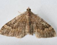 Attēlu rezultāti vaicājumam “Xanthorhoe quadrifasiata”