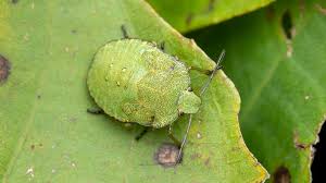 Attēlu rezultāti vaicājumam “Palomena prasina”