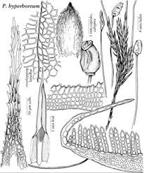 Attēlu rezultāti vaicājumam “Polytrichum commune var. perigoniale”