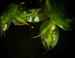 Attēlu rezultāti vaicājumam “Syntrichia papillosa”