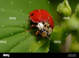 Attēlu rezultāti vaicājumam “Adalia decempunctata”