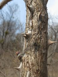 Attēlu rezultāti vaicājumam “Kalopanax septemlobus fruit”