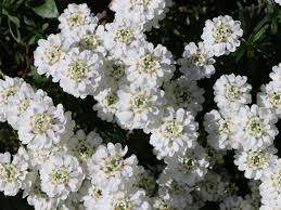 Image result for Schleifenblume