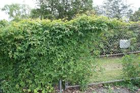 Attēlu rezultāti vaicājumam “Ampelopsis glandulosa var. brevipedunculata”