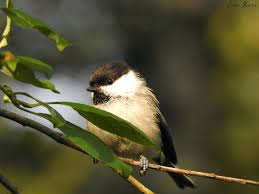 Attēlu rezultāti vaicājumam “Poecile montanus”