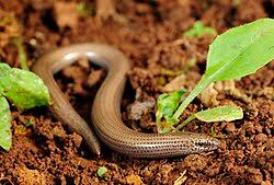 Attēlu rezultāti vaicājumam “Ophiotheca sp.”