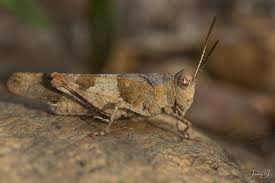 Attēlu rezultāti vaicājumam “Oedipoda caerulescens”