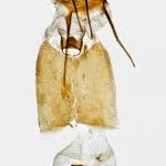 Attēlu rezultāti vaicājumam “Epiblema grandaevana”