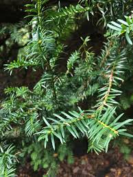 Attēlu rezultāti vaicājumam “Taxus baccata bud”