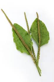 Attēlu rezultāti vaicājumam “Plantago major leaf”