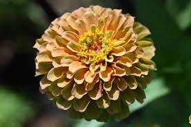 Image result for Zinnia elegans