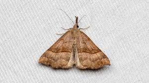 Attēlu rezultāti vaicājumam “Hypena proboscidalis”