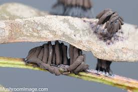 Attēlu rezultāti vaicājumam “Stemonitis axifera spores”