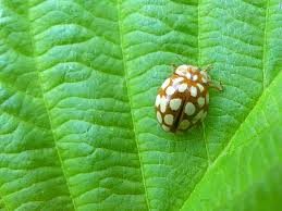 Attēlu rezultāti vaicājumam “Sospita vigintiguttata”