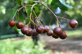 Attēlu rezultāti vaicājumam “Sorbus intermedia fruit”
