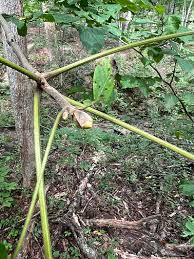 Attēlu rezultāti vaicājumam “Claustria didermoides stalked”