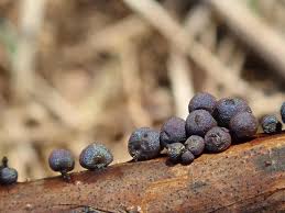 Attēlu rezultāti vaicājumam “Diderma radiatum young”