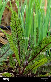 Image result for Rumex sanguineum