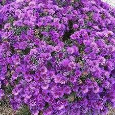 Attēlu rezultāti vaicājumam “Symphyotrichum x salignum flower”