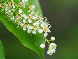 Attēlu rezultāti vaicājumam “Prunus serotina flower”