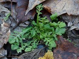 Attēlu rezultāti vaicājumam “Capsella bursa-pastoris leaf”