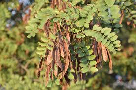 Attēlu rezultāti vaicājumam “Robinia pseudoacacia fruit”