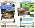 Endothermic or Ectothermic Animals?: Montessori Home Learning ...