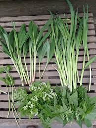 Attēlu rezultāti vaicājumam “Allium scorodoprasum leaf”