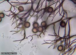 Attēlu rezultāti vaicājumam “Stemonaria irregularis spores”