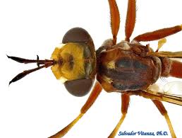 Attēlu rezultāti vaicājumam “Conopidae”