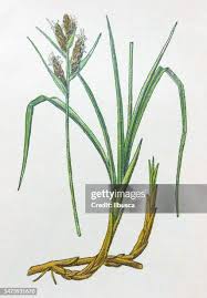 Attēlu rezultāti vaicājumam “Carex arenaria  leaf”