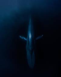 Image result for Balaenoptera musculus