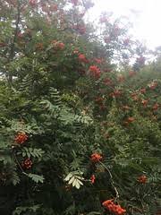 Image result for Tring Rambling Club