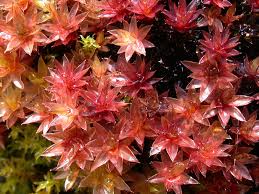 Attēlu rezultāti vaicājumam “Bryum pseudotriquetrum”