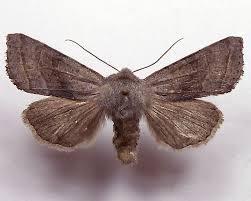 Attēlu rezultāti vaicājumam “Orthosia opima”