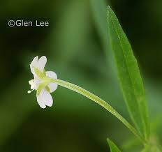 Attēlu rezultāti vaicājumam “Epilobium palustre flower”