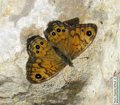 Attēlu rezultāti vaicājumam “Lasiommata megera female”