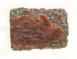 Attēlu rezultāti vaicājumam “Phellinus ferrugineofuscus”